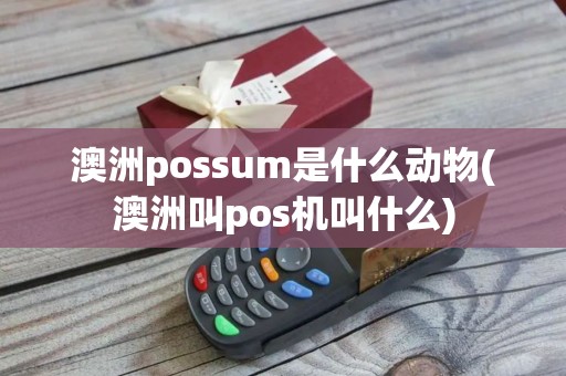 澳洲possum是什么动物(澳洲叫pos机叫什么)